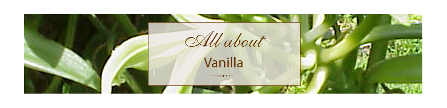 Vanilla