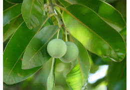 L’huile de Tamanu: L’Or Vert du Pacifique